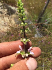 Stachys stebbinsii