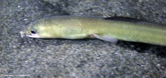 Ophichthus altipennis
