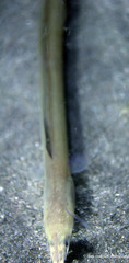 Ophichthus altipennis