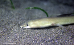 Ophichthus altipennis