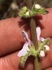 Stachys stebbinsii