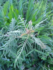 Tephrosia virginiana