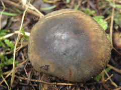 Russula acrolamellata