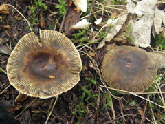 Russula acrolamellata