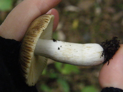 Russula acrolamellata