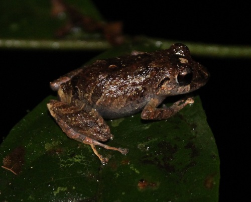 Pristimantis martiae