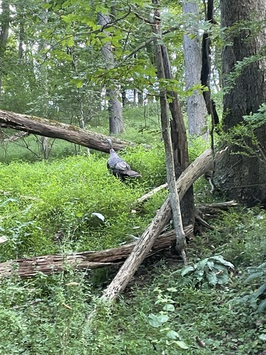 Wild Turkey photographed in West Virginia