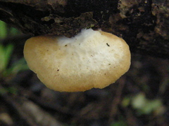 Crepidotus praecipuus