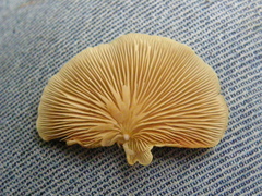 Crepidotus praecipuus