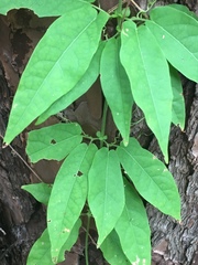 Bignonia capreolata image