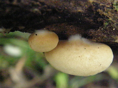 Crepidotus praecipuus