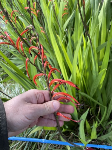 Chasmanthe bicolor (Chasmanthe bicolor)