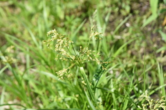 Scirpus pendulus