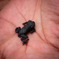 Oreophrynella quelchii