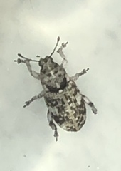 Eudiagogini