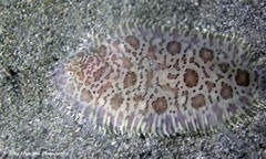 Liachirus melanospilos