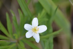 Anemonoides caerulea