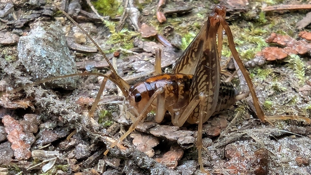 Spotted Camel Cricket