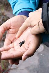 Oreophrynella quelchii