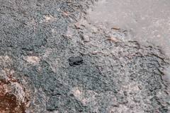 Oreophrynella quelchii