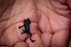 Oreophrynella quelchii