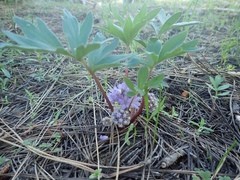 Hydrophyllum capitatum