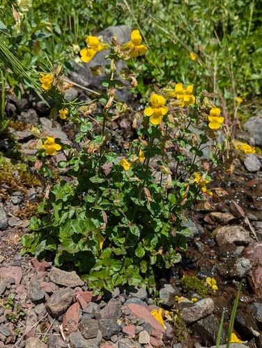 Image of Erythranthe veronicifolia by (c) John A Haskins, some rights reserved (CC BY)