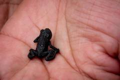 Oreophrynella quelchii