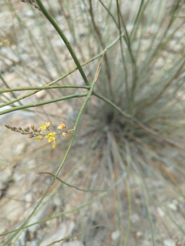 Image of Hoffmannseggia microphylla by (c) Tom Field, some rights reserved (CC BY)
