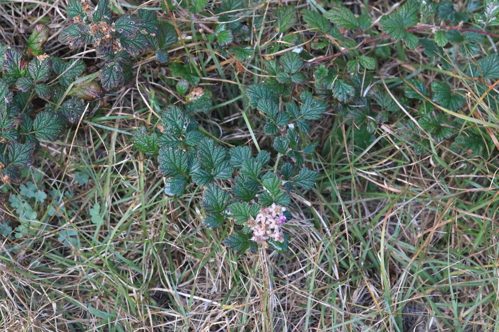 small-leaf bramble from Minnie Water NSW 2462, Australia on August 06 ...