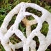 White Basket Fungus - Photo (c) k_fordyce, some rights reserved (CC BY-NC)