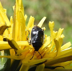Sehirus cinctus albonotatus