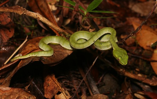 Sumatra Pit Viper