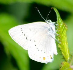Satyrium sylvinus dryope