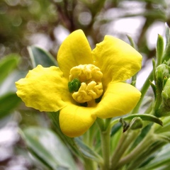 Columellia oblonga