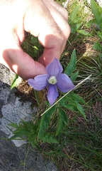 Clematis alpina