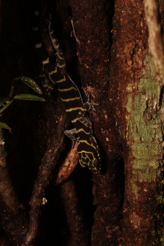 Peters' Bow-fingered Gecko
