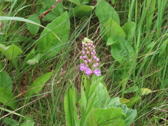 Platanthera psycodes