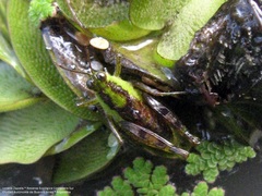 Paulinia acuminata