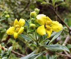 Columellia oblonga