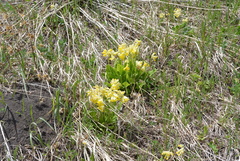 Primula veris macrocalyx