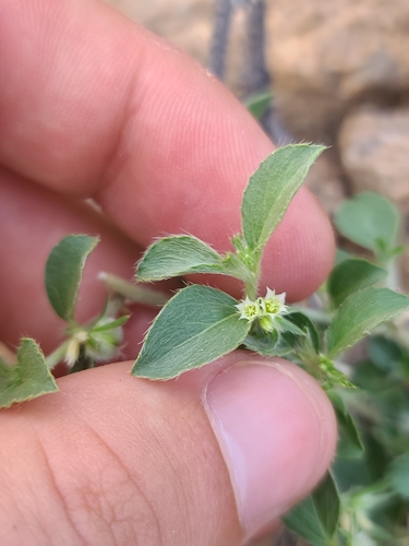 Image of Argythamnia serrata by no rights reserved