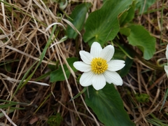 Caltha chionophila