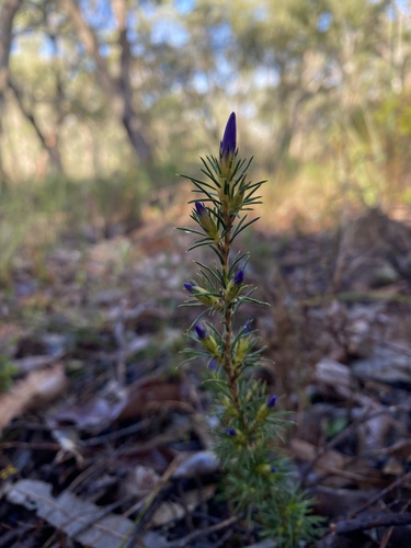 Image of Calectasia narragara by (c) Enrica Longo, some rights reserved (CC BY)