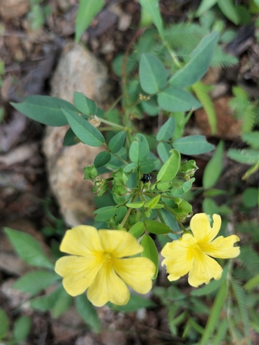 Image of Shrubby Woodsorrel (Oxalis frutescens) by no rights reserved