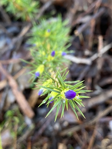 Image of Calectasia narragara by (c) Enrica Longo, some rights reserved (CC BY)