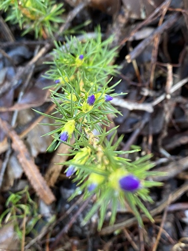 Image of Calectasia narragara by (c) Enrica Longo, some rights reserved (CC BY)