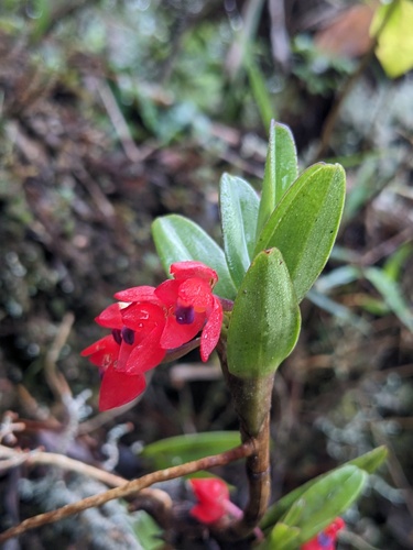 Maxillaria ruberrima, photograph 6