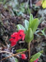 Maxillaria ruberrima, photograph Eric Knight, CC BY, iNaturalist via GBIF