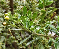 Columellia oblonga
